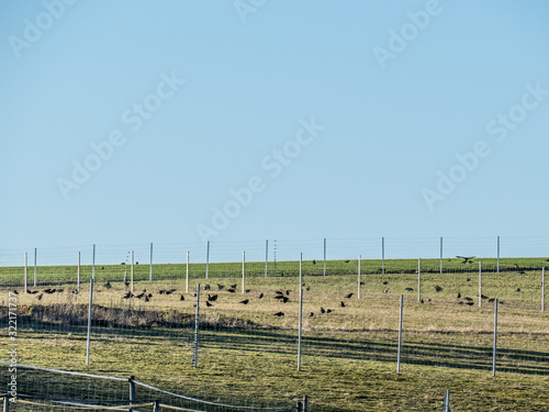 Krähen suchen nach Nahrung auf dem Feld im Winter © focus finder