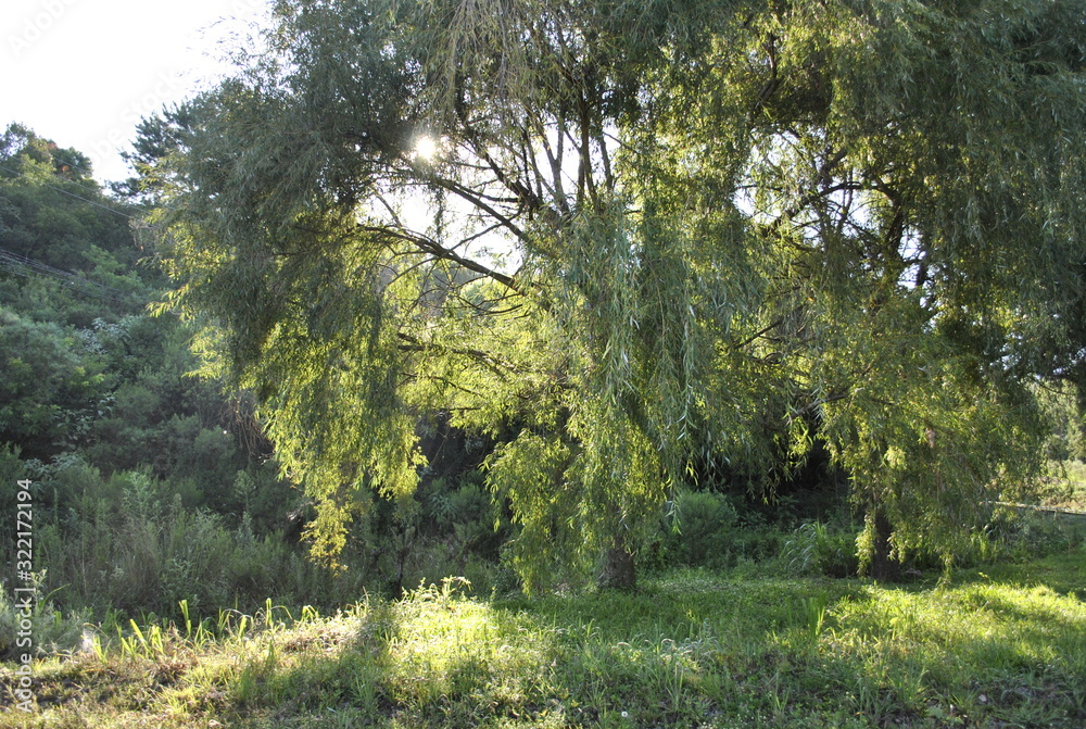 Fototapeta premium trees in forest