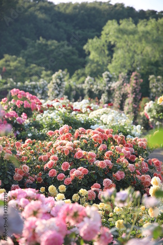 Fototapeta Naklejka Na Ścianę i Meble -  Keisei Rose Garden, Chiba, Japan