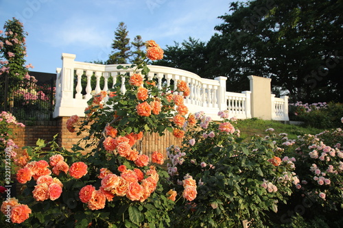 Keisei Rose Garden, Chiba, Japan photo