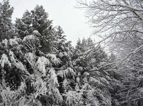 Winter landscape pines trees in Bromont mountain, Eastern township  Quebec, Canada photo