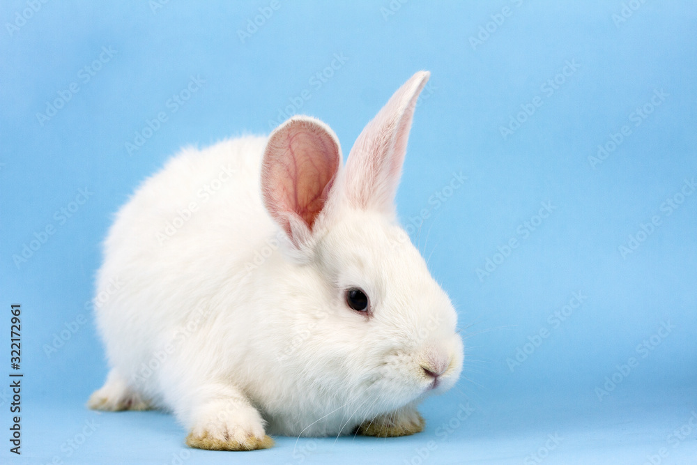 a small white fluffy rabbit on a blue background . Easter Bunny on a trendy blue background concept for the Easter holiday.