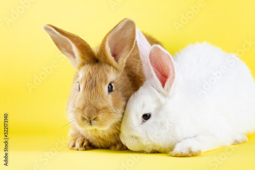 two small fluffy rabbits on a pastel yellow background. Concept for the Easter holiday.