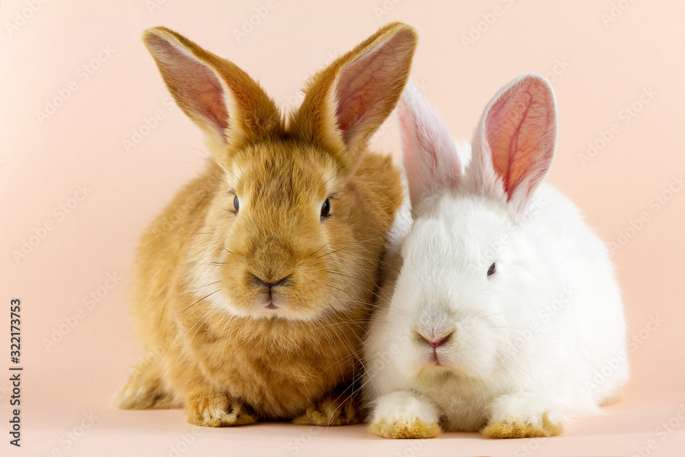 two small fluffy rabbits on a pastel pink background . Concept for Easter. Easter hare close-up.