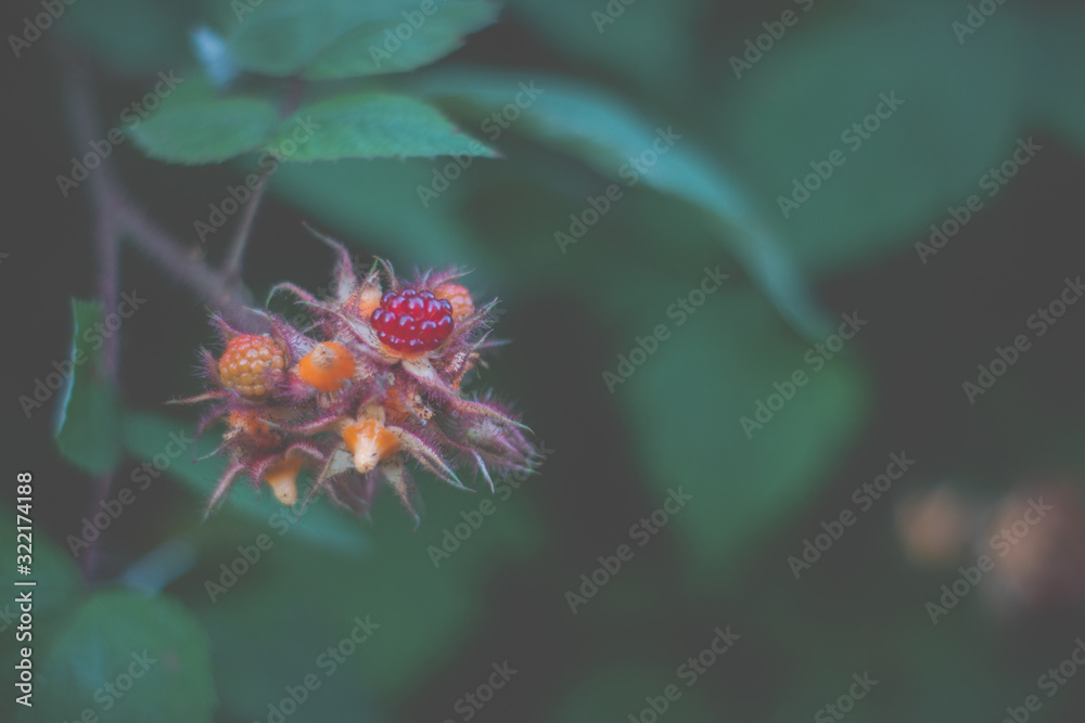 Obraz premium raspberry