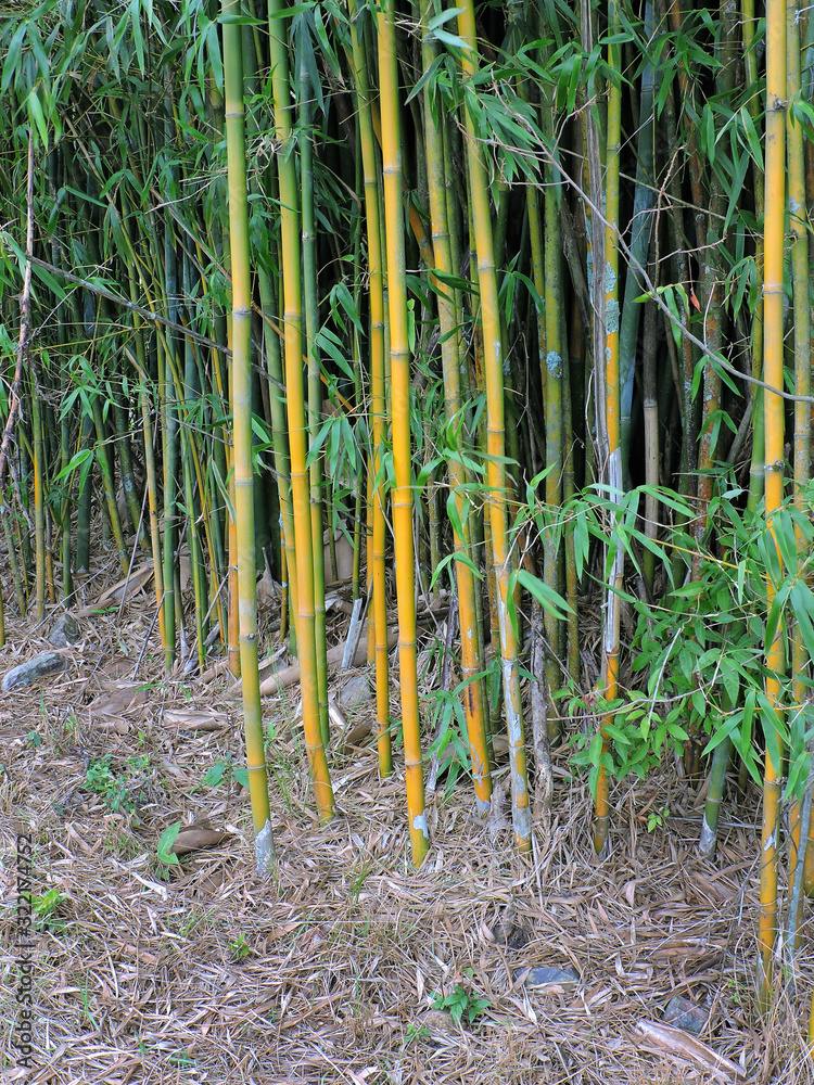 Fototapeta premium reeds in pond