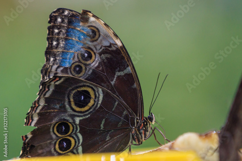 butterfly garden, Dubai © porojnicu