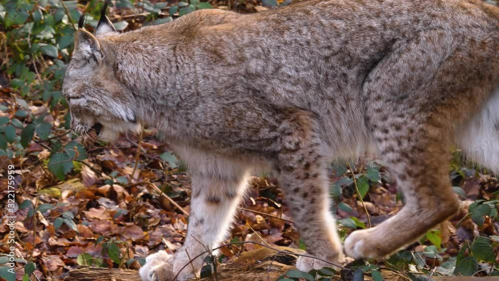 Close up of lynx yawning and stretching on a sunny day in autumn in the woods Close up of lynx yawning and stretching on a sunny day in autumn in the woods