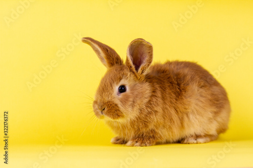 little fluffy red easter bunny on a yellow background, Easter bunny with place for write.