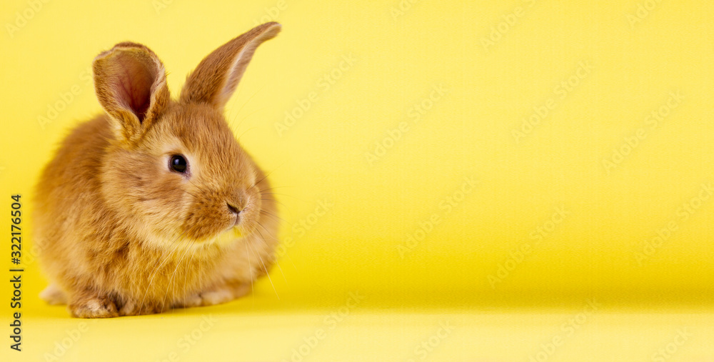 little easter lively rabbit on a yellow background. Red fluffy rabbit on a yellow background, banner picture.