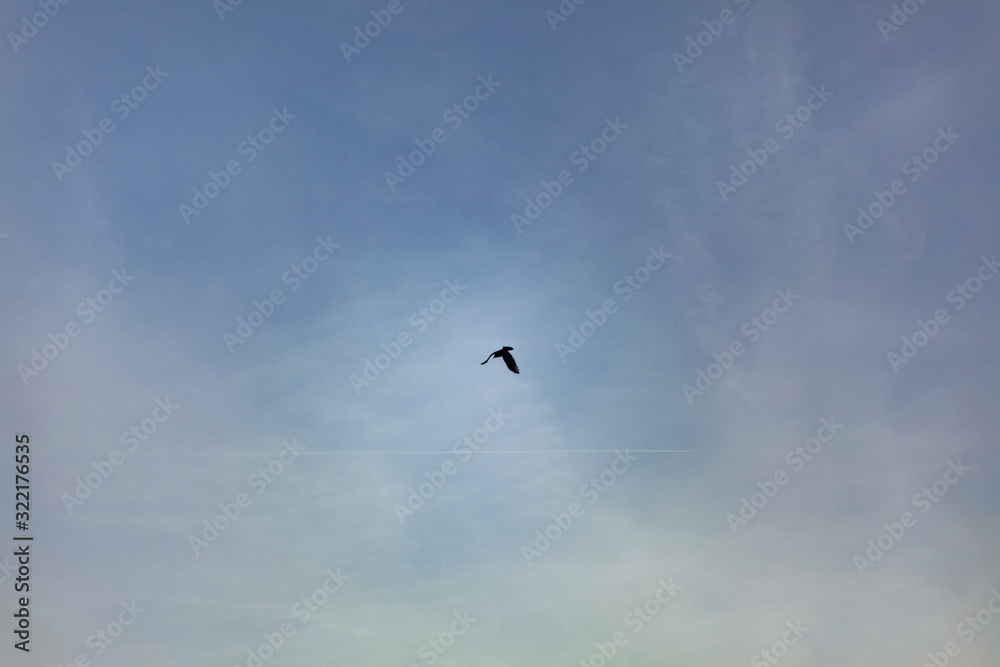 Raven is flying through the sky. Black bird in flight. Minimalism style. Raven is flying through the sky. Black bird in flight. Minimalism style.