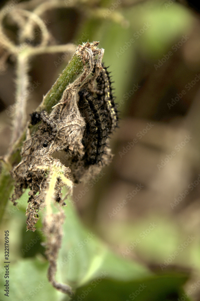 Fototapeta premium Caterpillars of small tortoiseshell butterfly on nettles