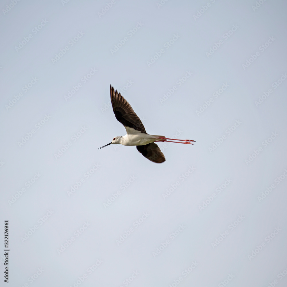 Fototapeta premium Вlack-winged stilt (Himantopus himantopus) in flight. The black-winged stilt (Himantopus himantopus) is a bird of the family Recurvirostridae.