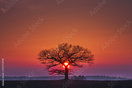 Oak tree silhuette with red sunset in the horizon