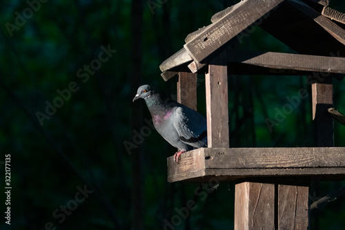 Rock dove, rock pigeon, or common pigeon (Columba livia) is a member of the bird family Columbidae. Сommon pigeon sits on the feeder.