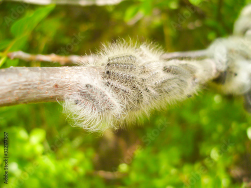 Long-haired caterpillar group gathered on the branch photo