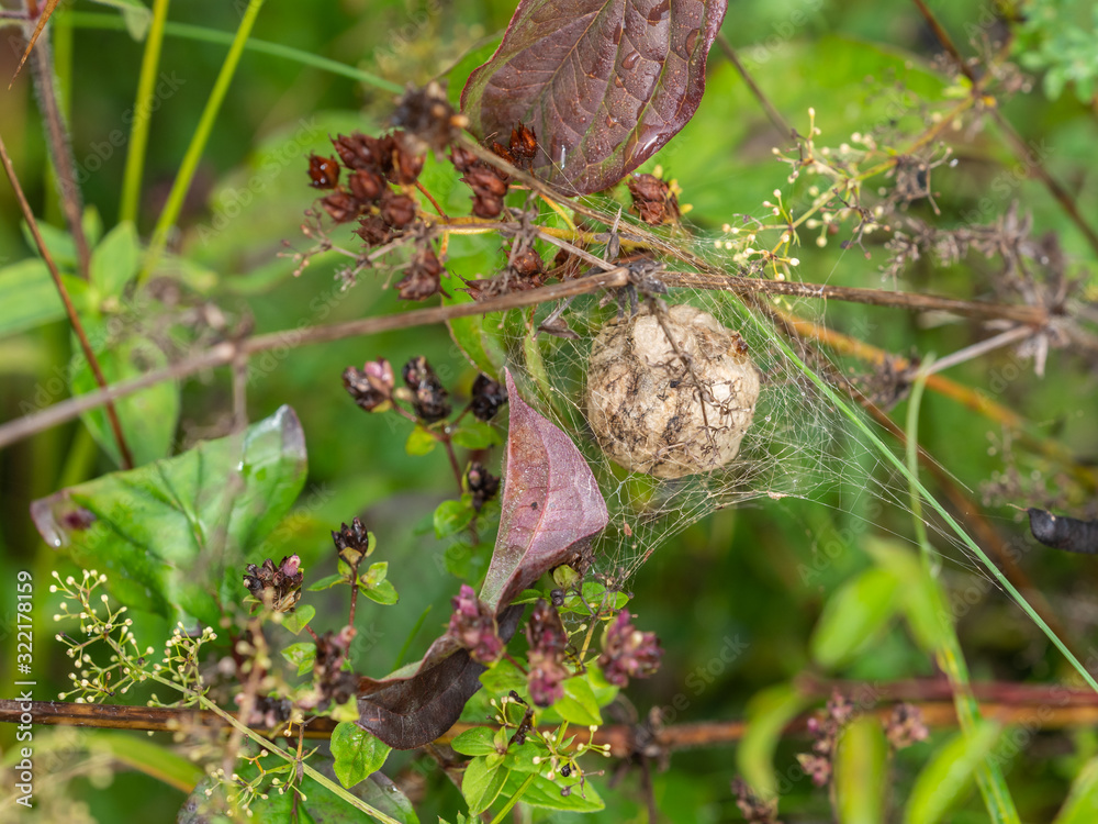Wasp Spider Egg Sac hidden in undergrowth Wasp Spider Egg Sac hidden in undergrowth