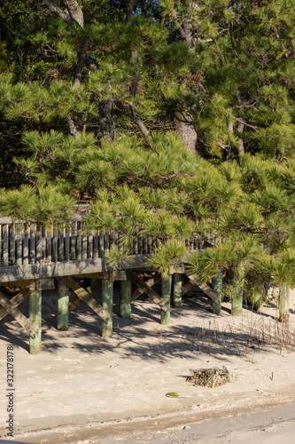 Trees surrounding a wooden pier along a sandy beach.