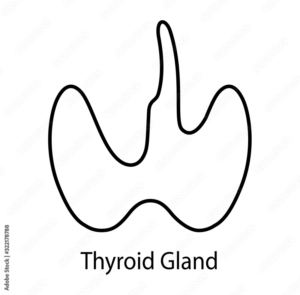 Human internal organ: thyroid gland and circulatory system. Vector line art image. Human internal organ: thyroid gland and circulatory system. Vector line art image.