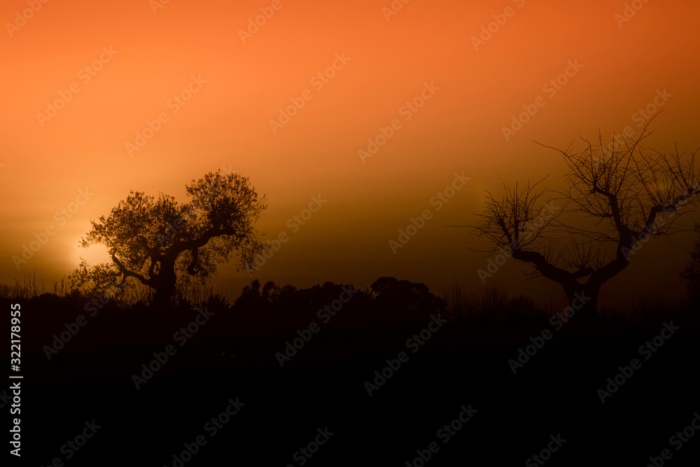 silhouette degli alberi in campagna al tramonto
