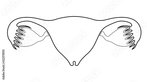 Iinternal organs of women. Uterus, ovaries and fallopian tubes. Vector illustration, line art design. Isolated on white background