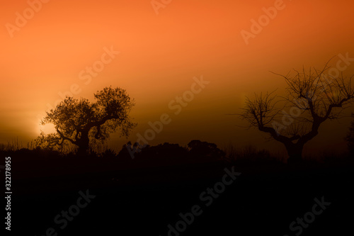 silhouette degli alberi in campagna al tramonto