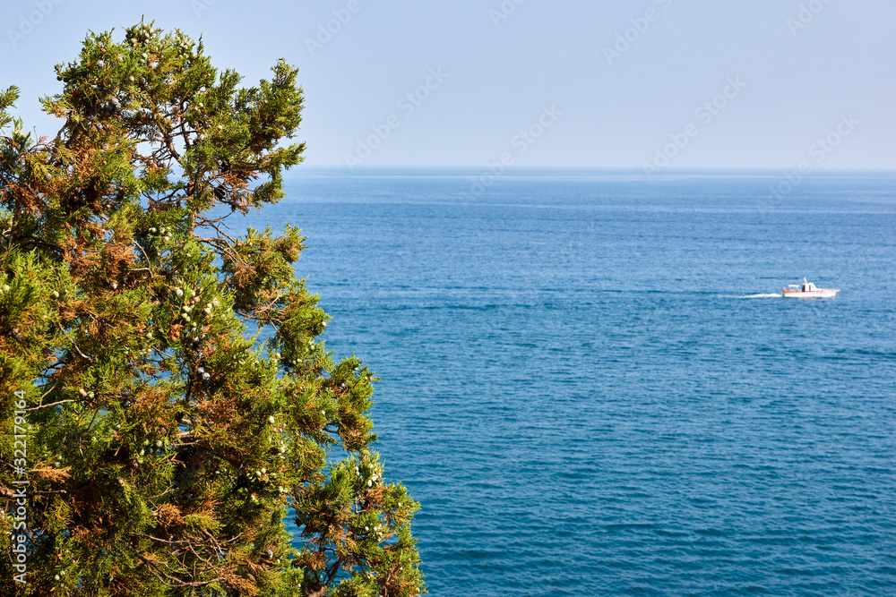 View of the sea horizon. Juniper tree with cones.