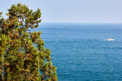 Obraz na płótnie View of the sea horizon. Juniper tree with cones. w salonie
