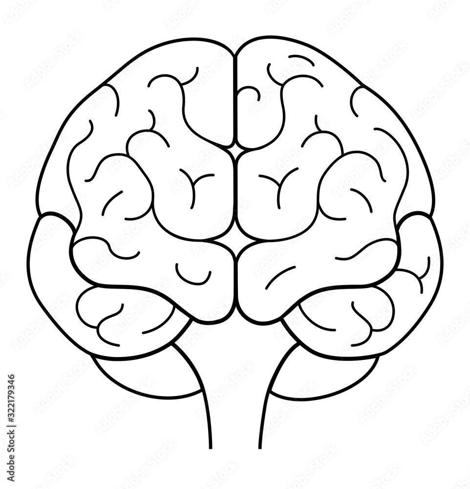 brain drawing front view
