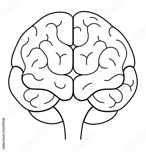 Human brain front view. Vector line illustration.