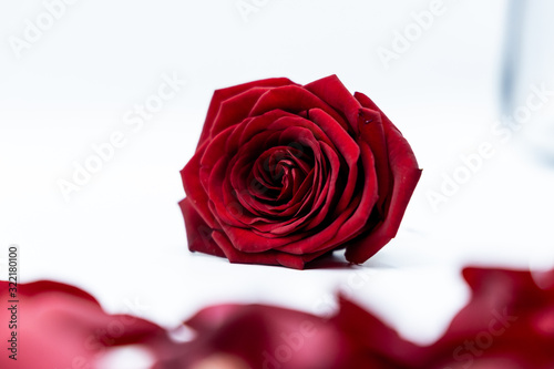 Fototapeta Naklejka Na Ścianę i Meble -  Rosen Valentinstag Liebe Blumen Valentines Day roses love