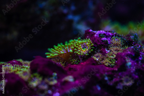 Pretty anemones in sea coral reef aquarium motion nature 