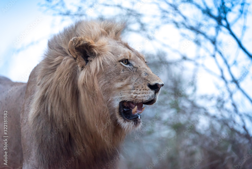 Male lion portrait in the wilderness, single male lion Africa Male lion portrait in the wilderness, single male lion Africa