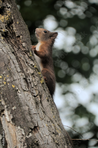 Red Squirrel (Sciurus vulgaris) in woods near Basel, Switzerland
