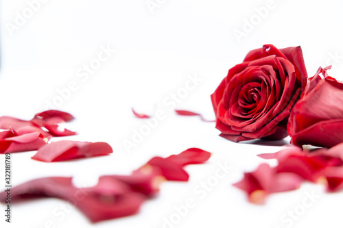 Rosen Valentinstag Liebe Blumen Valentines Day roses love