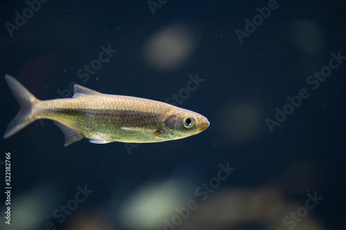 Chondrostoma nasus underwater, Chondrostoma nasus simming underwater photo