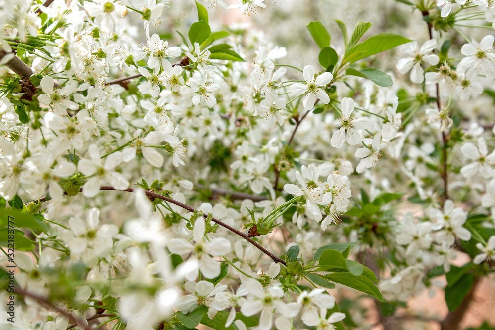 Spring tree blossoms Spring tree blossoms