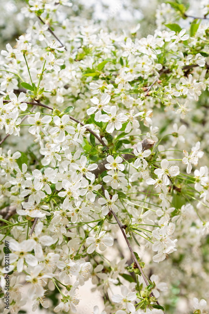 Spring tree blossoms Spring tree blossoms