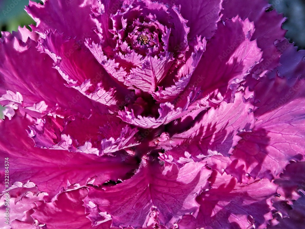 Color cabbage leaves close-up