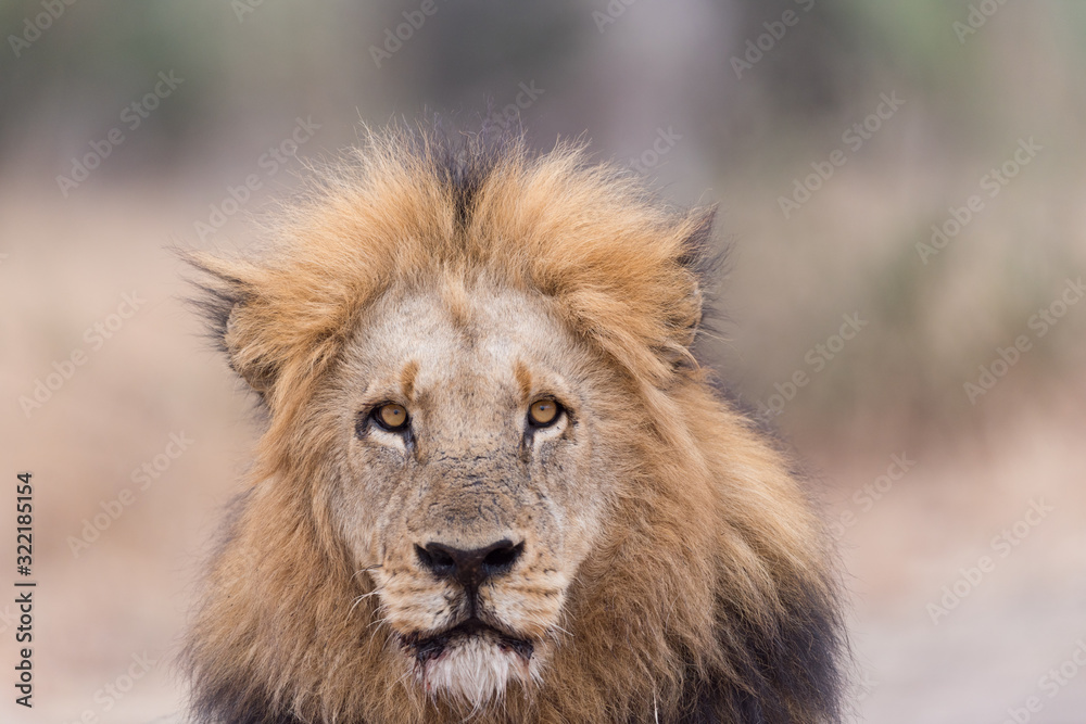 Male lion portrait in the wilderness, single male lion Africa Male lion portrait in the wilderness, single male lion Africa