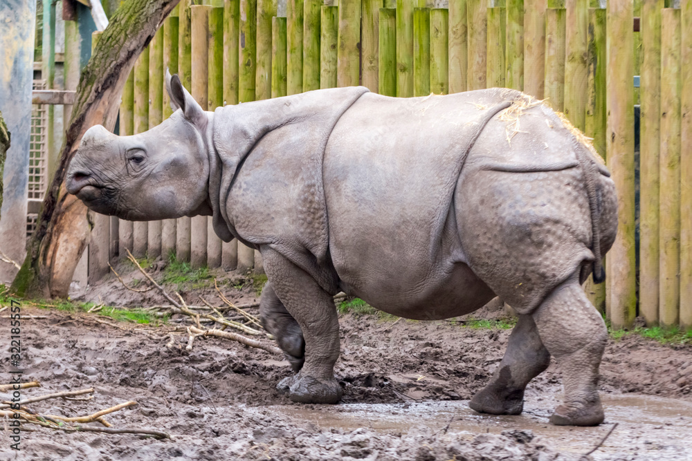 Fototapeta premium Young male Indian or greater one-horned rhino