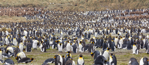 Fotografering King penguin colony South Georgia