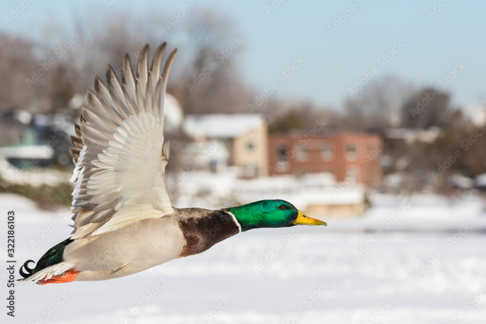Obraz premium Mallards in winter