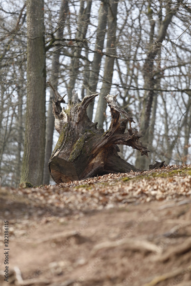 Alter Baumstumpf, Totholz im Ökosystem Wald als Lebensraum für Tiere