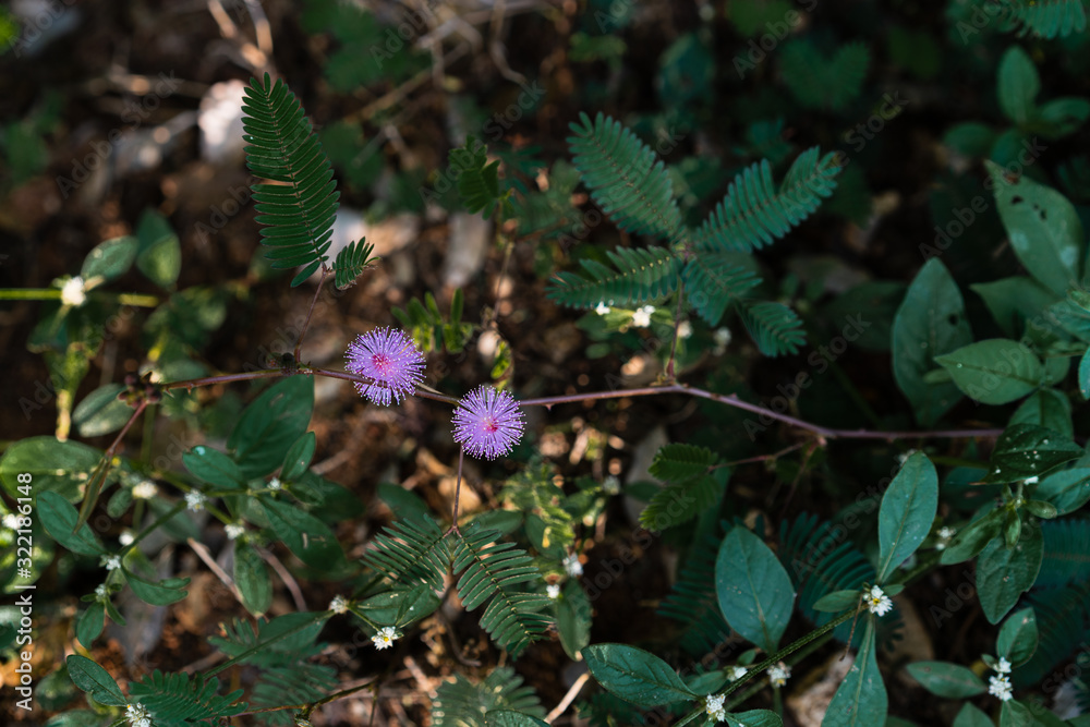 Touch me not plant with flowers. Green background with copy space. Scientific name - Mimosa pudica Touch me not plant with flowers. Green background with copy space. Scientific name - Mimosa pudica