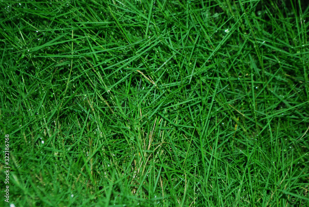 green grass background green grass background