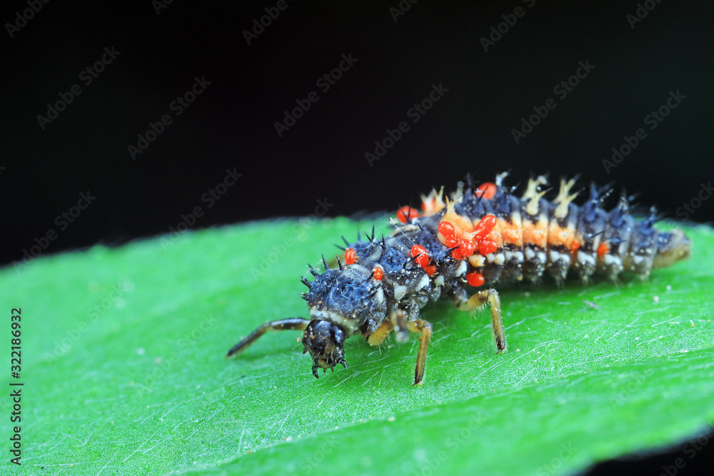 Fototapeta premium Ladybug larvae parasitized by mites on leaves, North China