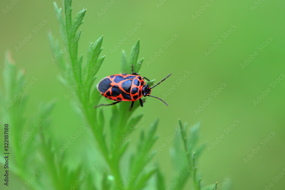 Stink bug on green leaves, North China