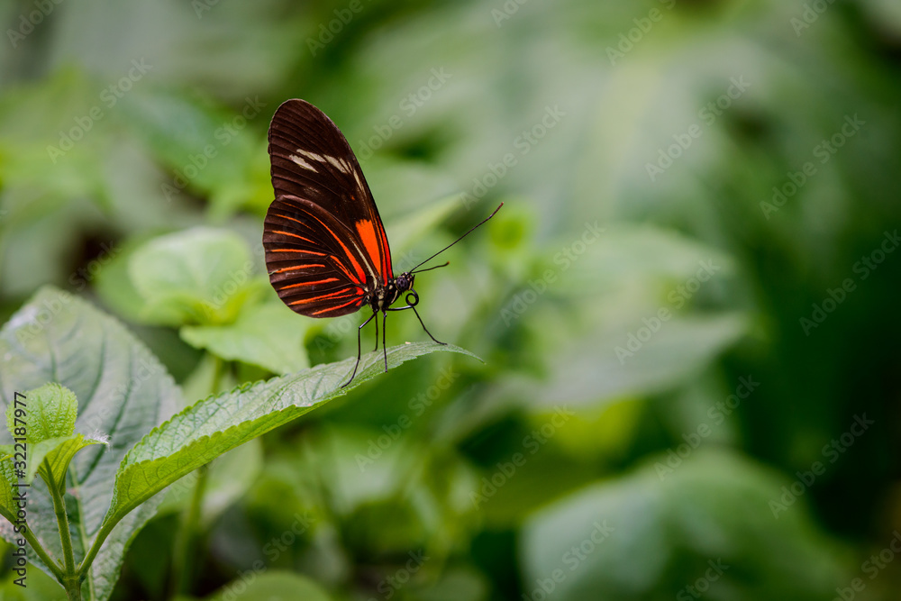 Beautiful coloured Heliconius burneyi jamesi butterfly on a leaf against a blurry green background Beautiful coloured Heliconius burneyi jamesi butterfly on a leaf against a blurry green background