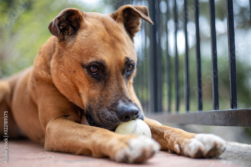 Brown dog playing and look at the camera